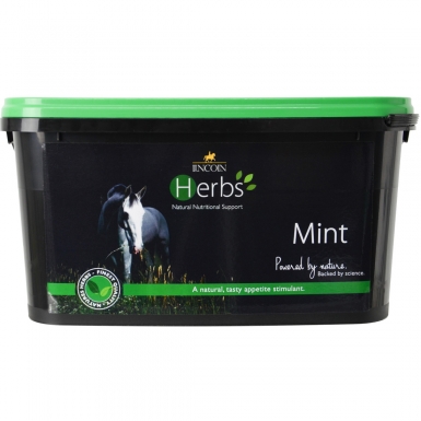 Lincoln Herbs Mint